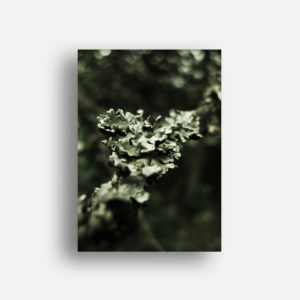 A - Bark2