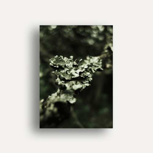 A - Bark2