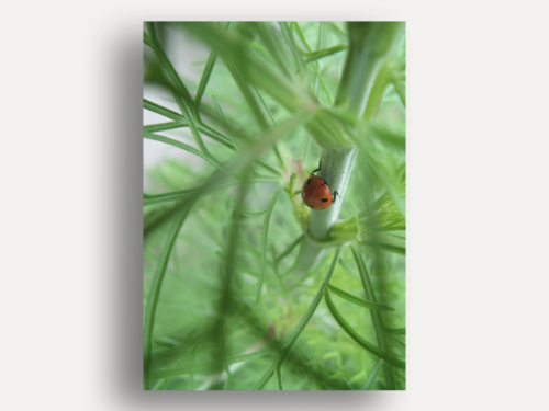 Miss Ladybug's Adventure