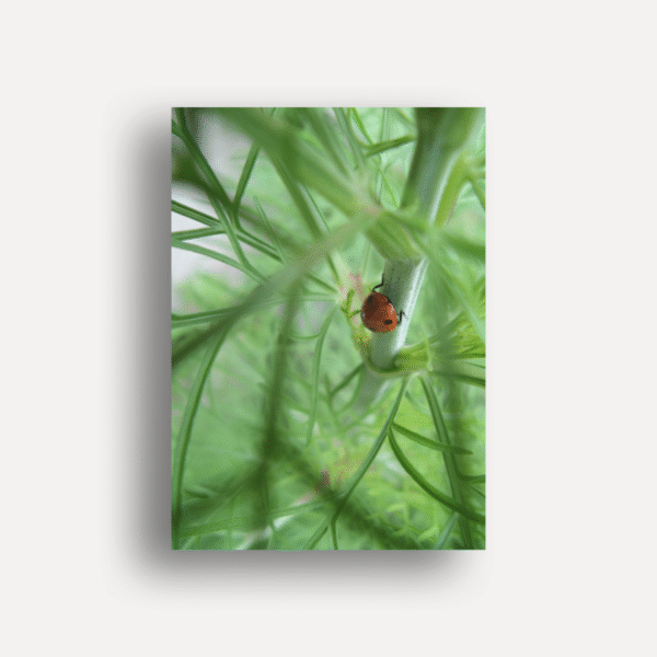 Miss Ladybug's Adventure