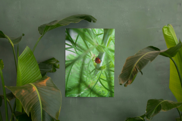 FineArtLadybugprint Miss Ladybug's Adventure