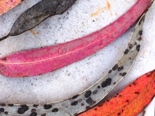Eucalyptus fine art photograph of withered leaves in pink, grey, brown and beige, arranged in a row on marble