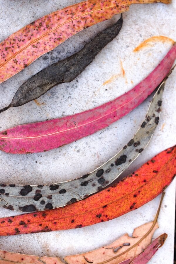 Eucalyptus Fine Art Print | Botanical Photography Eucalyptus fine art photograph of withered leaves in pink, grey, brown and beige, arranged in a row on marble