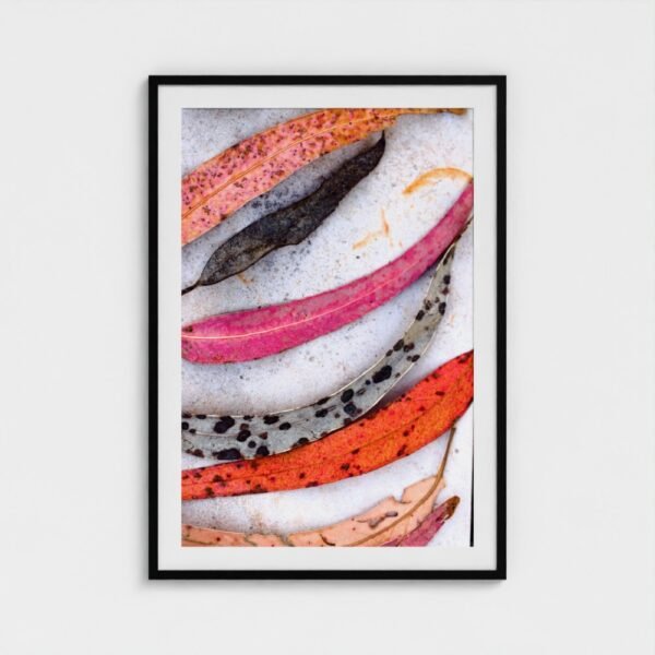 prodigi-GLOBAL-CFPM-28X40-framecolour_black-glaze_acrylic _ perspex-frame_classic-papertype_ema-substrateweight_200gsm-mount_2.4mm-mountcolour_snow white (1) Eucalyptus framed fine art print with black frame and white mount, front view