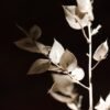 1Q8A8942r_butchersbroomfineart Butcher’s Broom fine art photograph of a withered, almost white Ruscus aculeatus branch against a near-black background