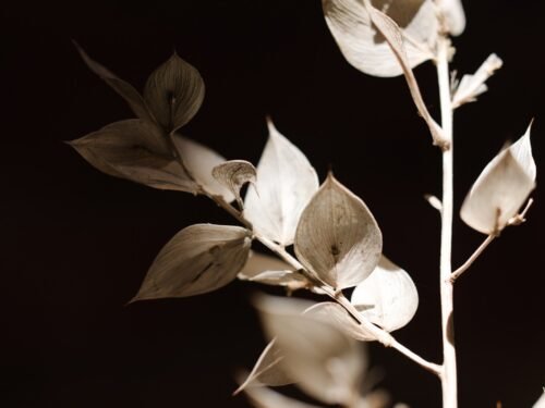 Butcher’s Broom fine art photograph of a withered, almost white Ruscus aculeatus branch against a near-black background