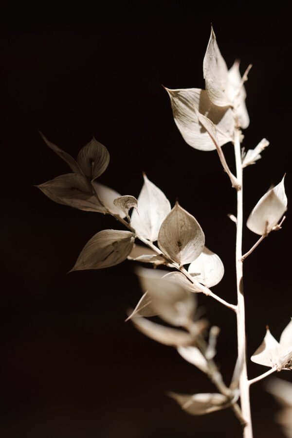 1Q8A8942r_butchersbroomfineart Butcher’s Broom fine art photograph of a withered, almost white Ruscus aculeatus branch against a near-black background
