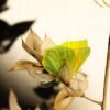1Q8A9304red_Permissiontorest_ws Permission to Rest fine art macro photograph of a Cleopatra butterfly on a withered butcher’s broom branch against a soft beige background