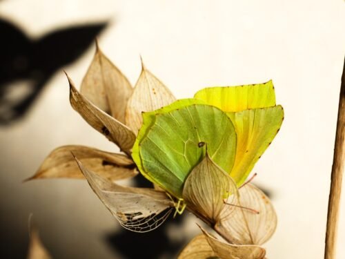 Permission to Rest fine art macro photograph of a Cleopatra butterfly on a withered butcher’s broom branch against a soft beige background