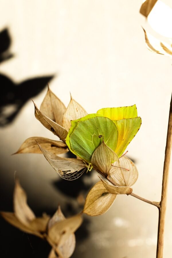 1Q8A9304red_Permissiontorest_ws Permission to Rest fine art macro photograph of a Cleopatra butterfly on a withered butcher’s broom branch against a soft beige background