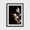 prodigi-GLOBAL-CFPM-20X28-glaze_acrylic _ perspex-frame_classic-papertype_ema-substrateweight_200gsm-mount_2.4mm-mountcolour_snow white-framecolour_black (2) Butcher’s Broom Fine Art Print | Botanical Photography