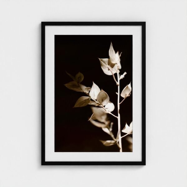 prodigi-GLOBAL-CFPM-20X28-glaze_acrylic _ perspex-frame_classic-papertype_ema-substrateweight_200gsm-mount_2.4mm-mountcolour_snow white-framecolour_black (2) Butcher’s Broom Fine Art Print | Botanical Photography