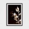 prodigi-GLOBAL-CFPM-28X40-framecolour_black-glaze_acrylic _ perspex-frame_classic-papertype_ema-substrateweight_200gsm-mount_2.4mm-mountcolour_snow white (3) Butcher’s Broom framed fine art print with black frame and white mount, front view